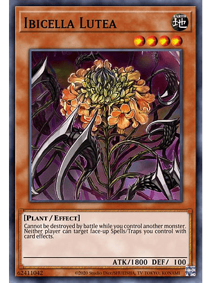 Ibicella Lutea - VASM-EN052 - Rare 1st Edition