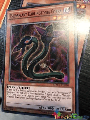 Predaplant Darlingtonia Cobra - macr-en010- Common Unlimited