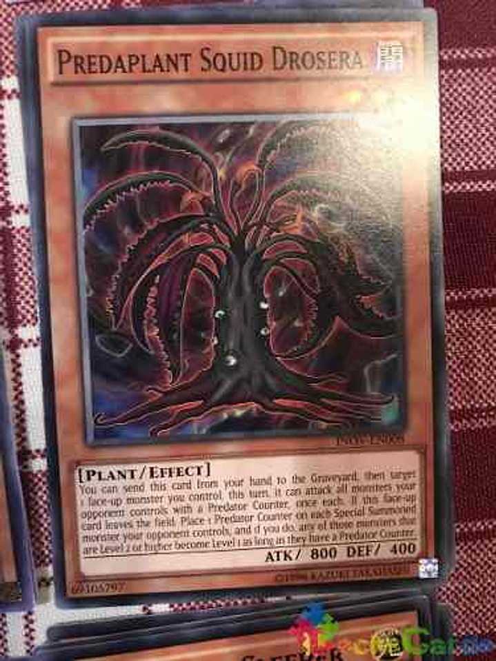 Predaplant Squid Drosera - inov-en008 - Common Unlimited 1