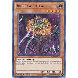 Ibicella Lutea - IGAS-EN027 - Rare 1st Edition