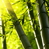 Car Essence Bambú