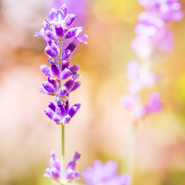 Oil Essence Lavanda