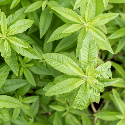 Oil Essence Verbena