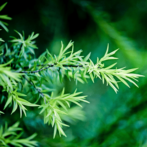 Oil Essence Árbol De Té