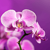 Oil Essence Orquídea
