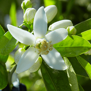 Oil Essence Jazmín Blanco