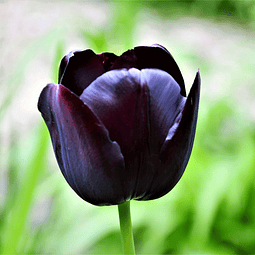 Oil Essence Tulipán Negro