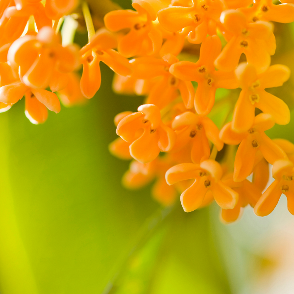 Oil Essence Osmanthus