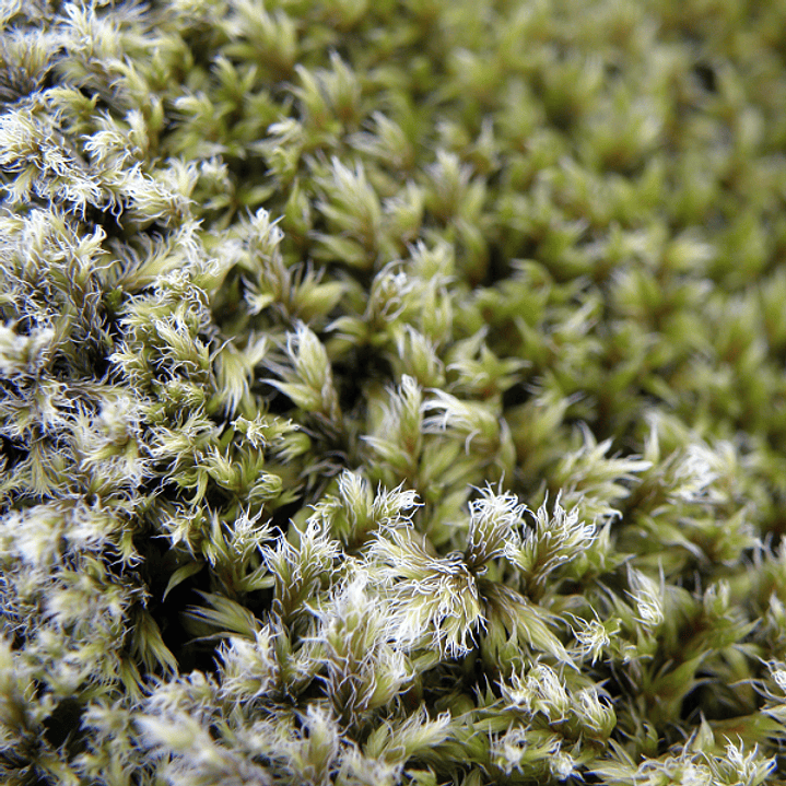 Mikado Oriental Musk 1