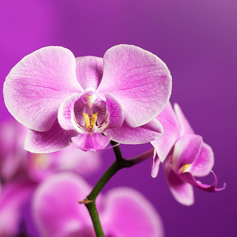Perfume Telas Orquídea