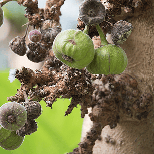 Oil Essence Campos De Higuera