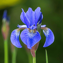 Perfume Telas Flor De Iris Persa