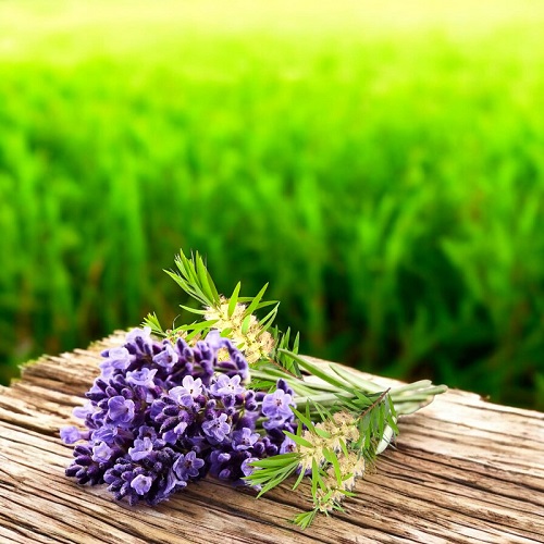 Oil Essence Tea Tree Lavander