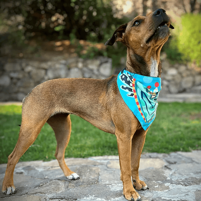 Bandana Acua 4