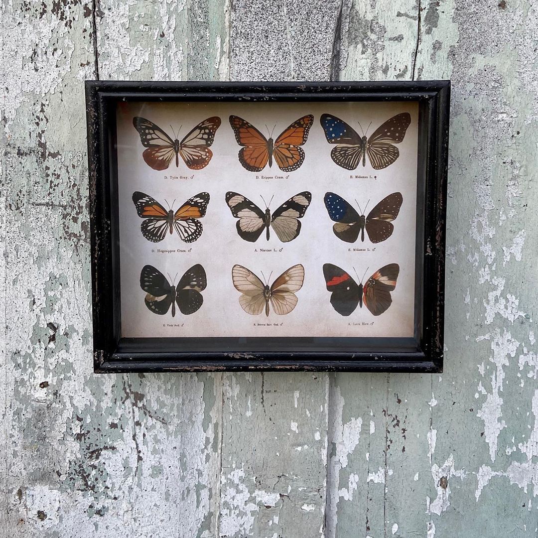 Cuadro Decorativo Retela Mariposas 50 x 35 cm