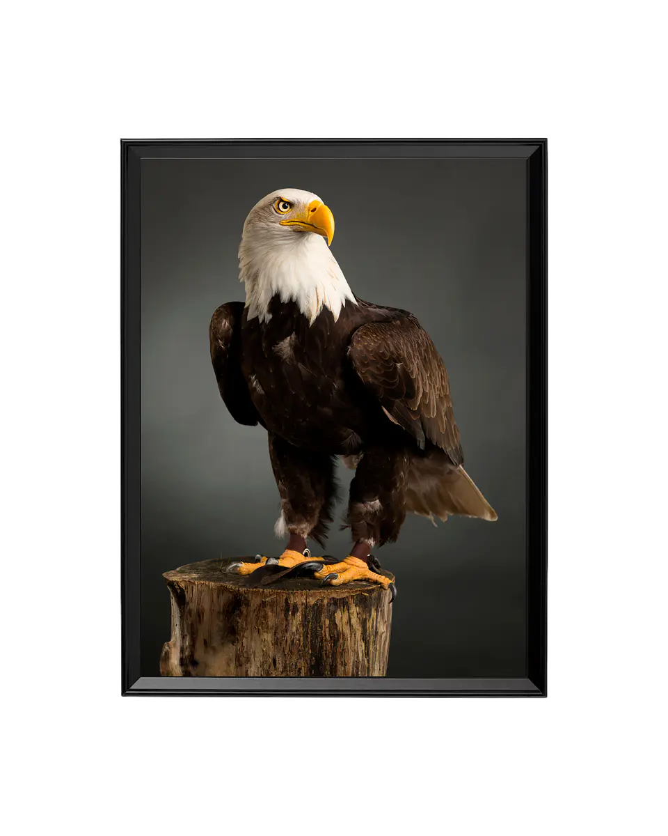 Cuadro Águila en Pedestal 1