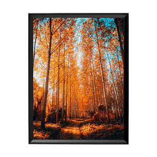 Bosque Dorado - La Magia del Otoño