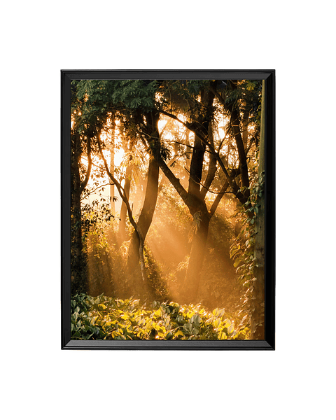 Cuadro Rayo de Sol en el Bosque