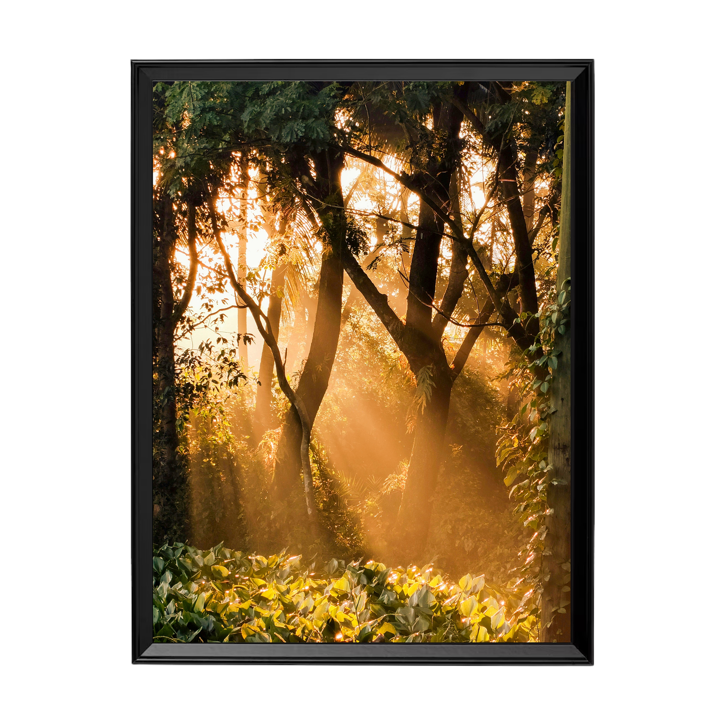 Rayo de Sol en el Bosque 1