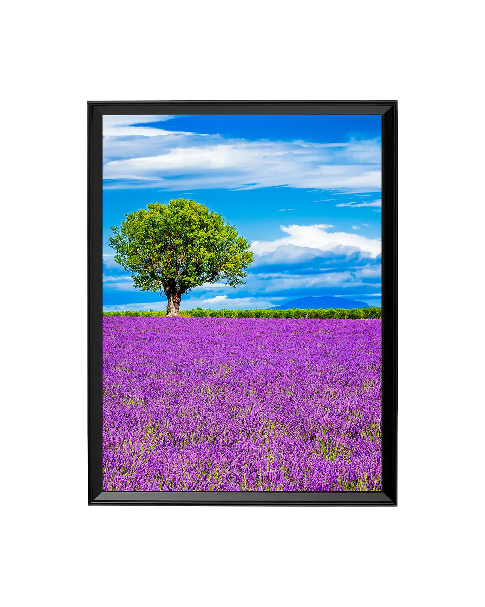 Cuadro Árbol Solitario en Campo Púrpura 1