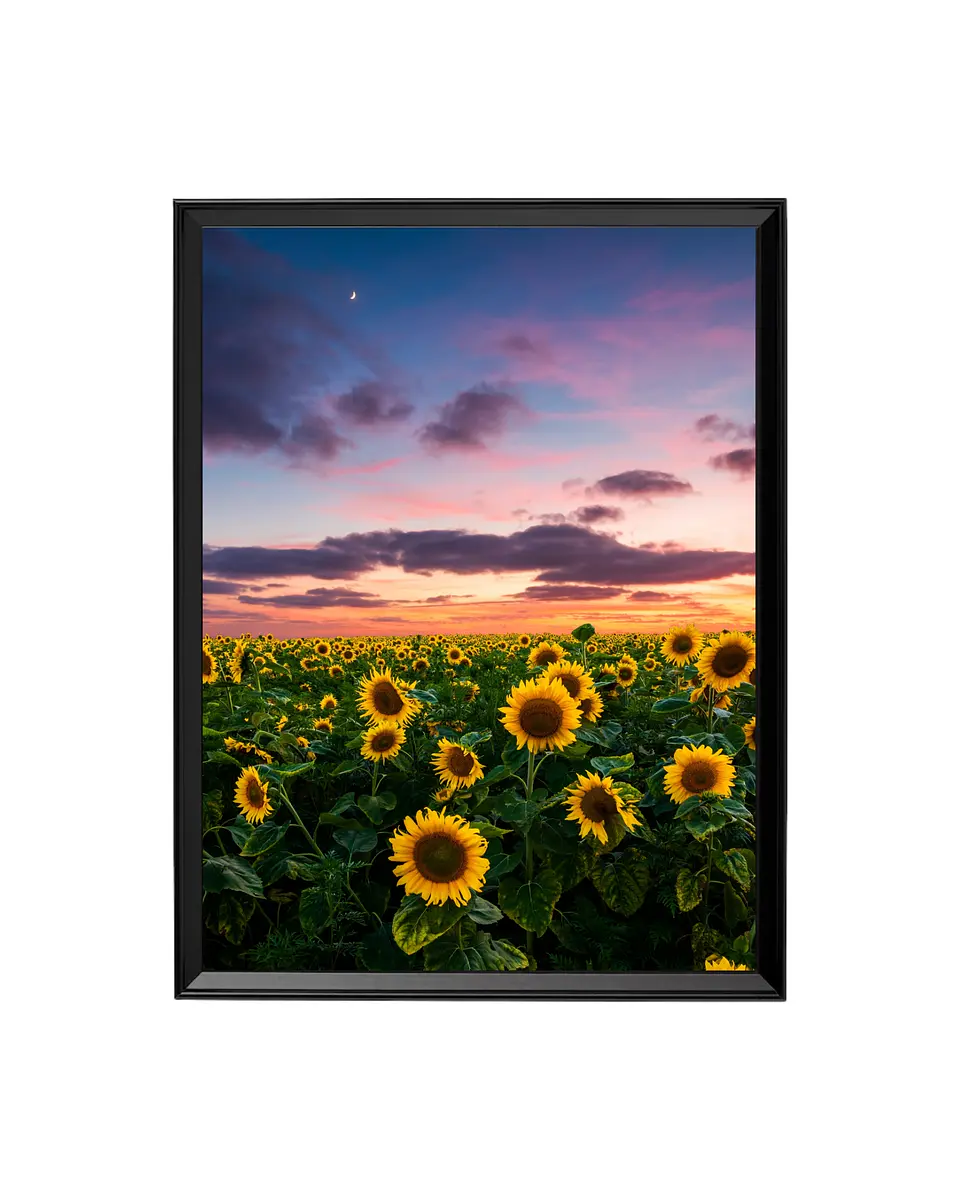Cuadro Campo de Girasoles - Atardecer de Ensueño 1