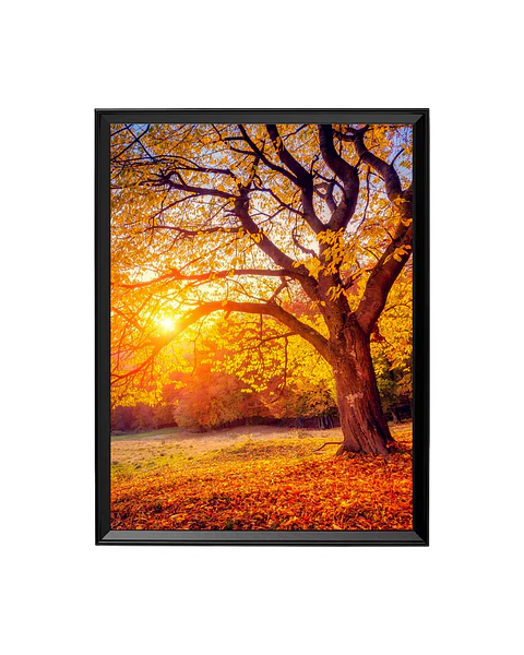 Cuadro Árbol de Otoño Dorado - Abrazo de Luz y Color
