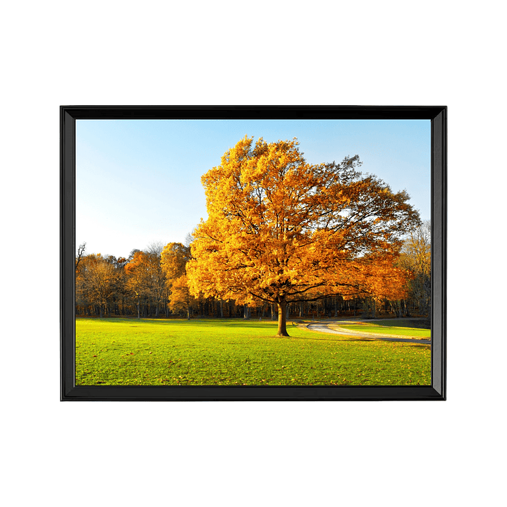 Solitario Dorado - Sinfonía Otoñal 1