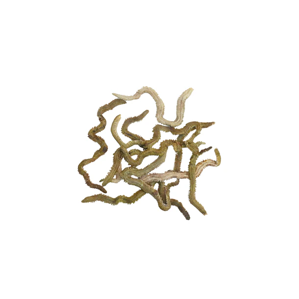 Carnada De Gusanos De Arena Secos 2
