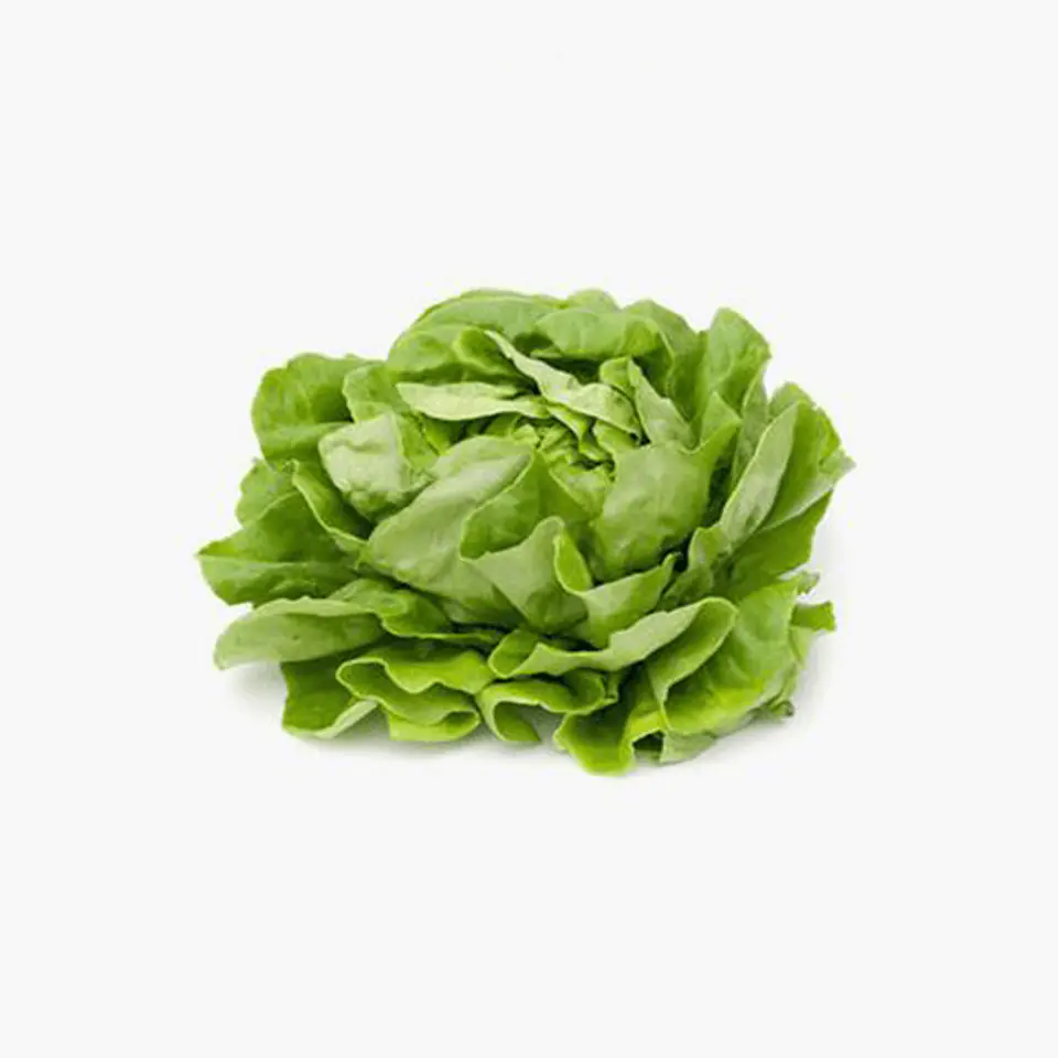 Lechuga Boston 1