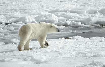10 Curiosidades Increíbles de los Osos Polares