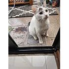 New Cat Product nebula 2 2