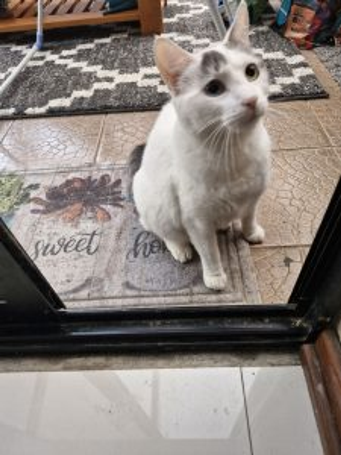 New Cat Product nebula 2 2