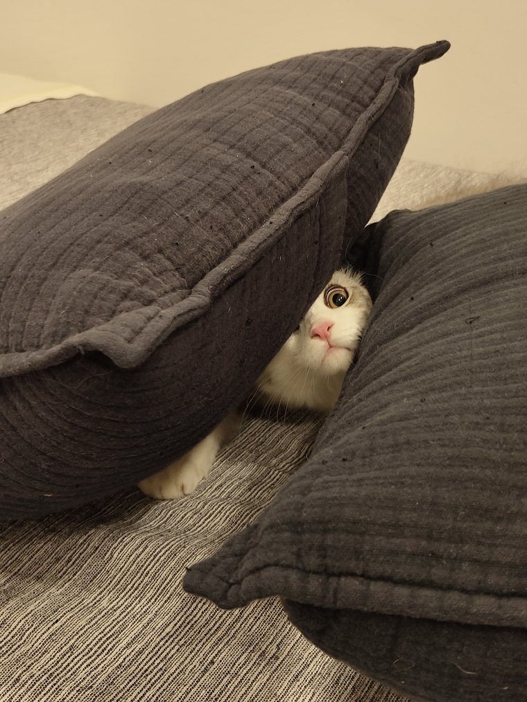 New Cat Product nebula 2 1