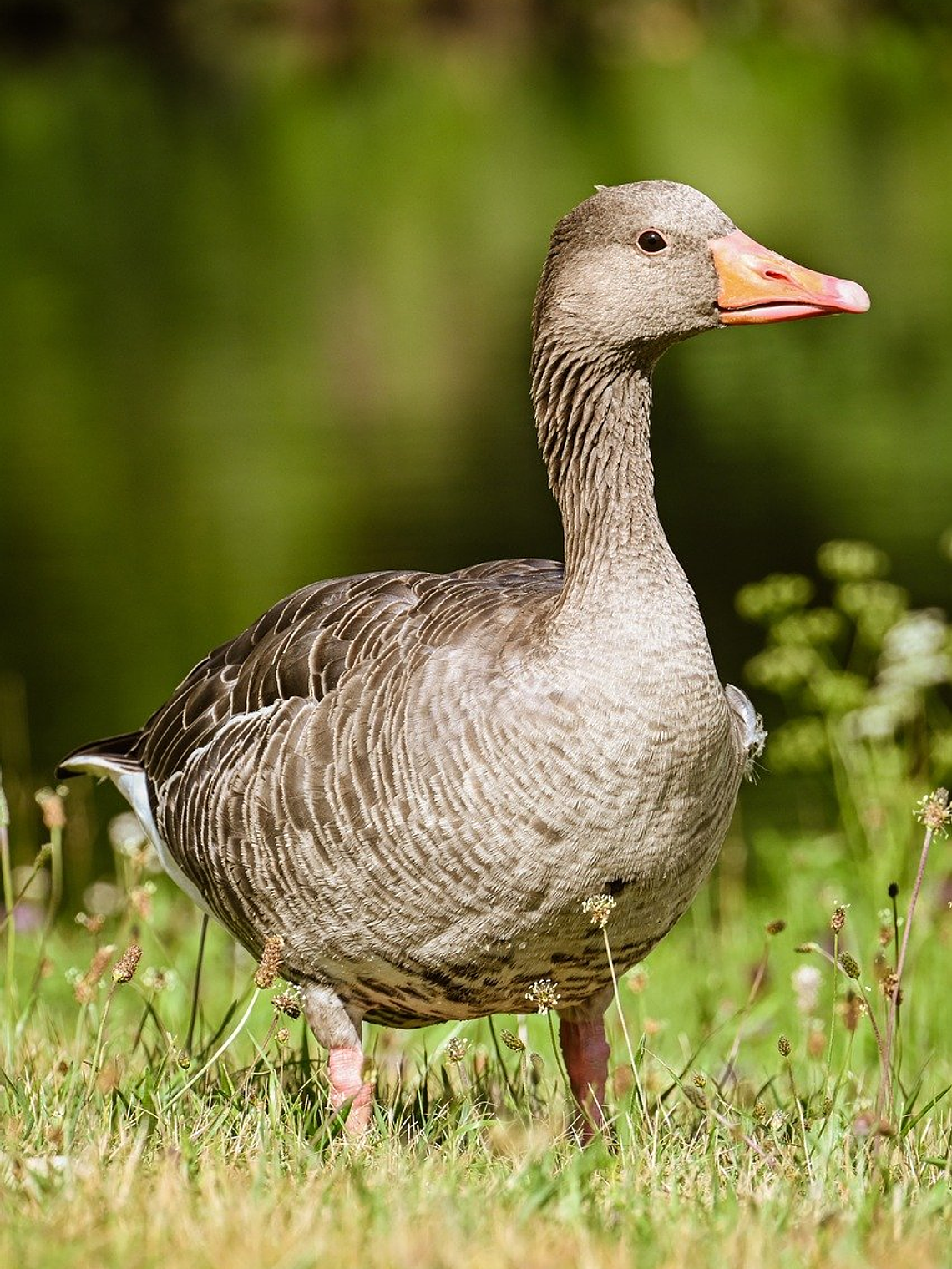 Appointment Testing 1