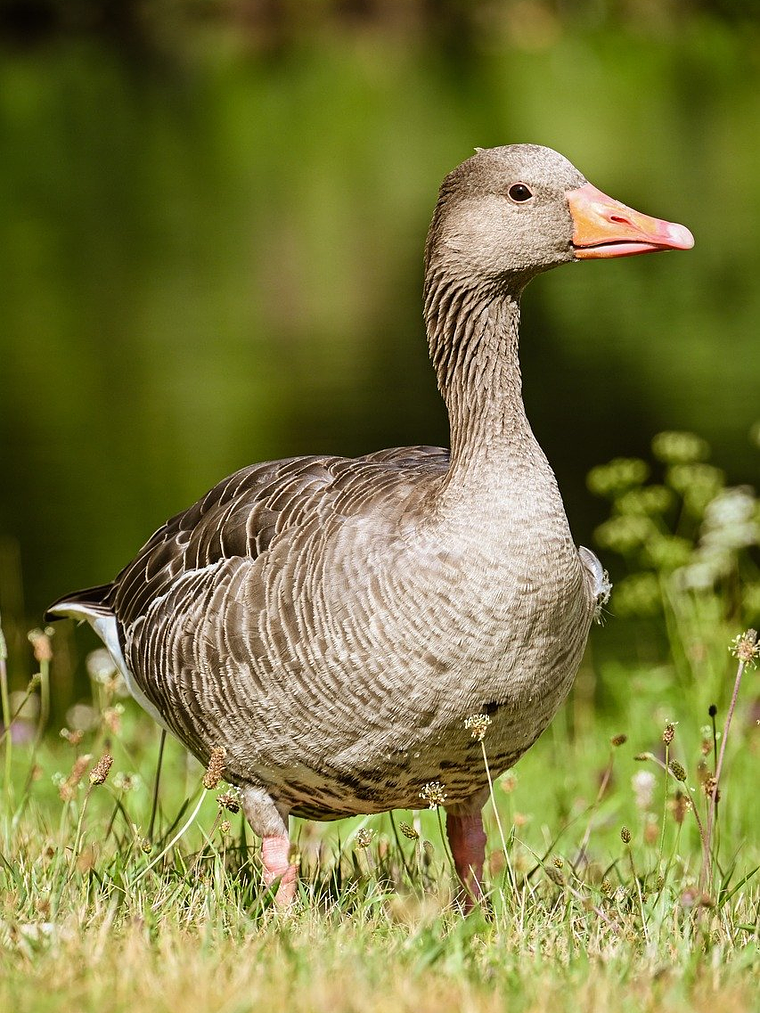 Appointment Testing 1