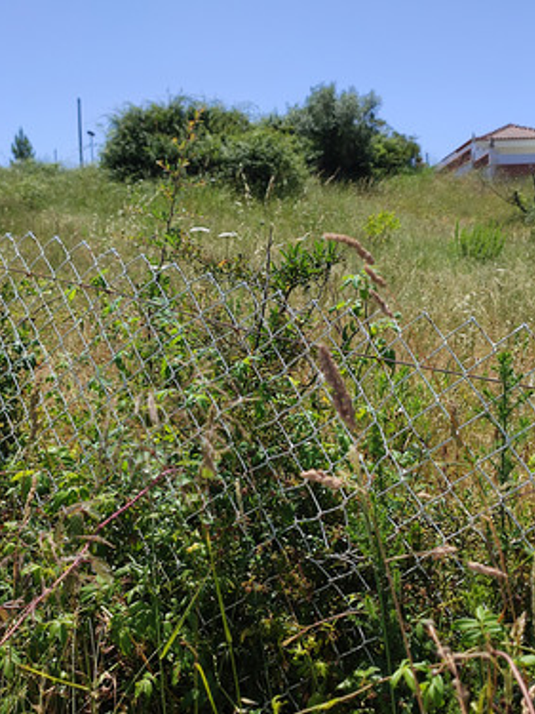 Balanza De Cocina Balanza Cocina 500g 1