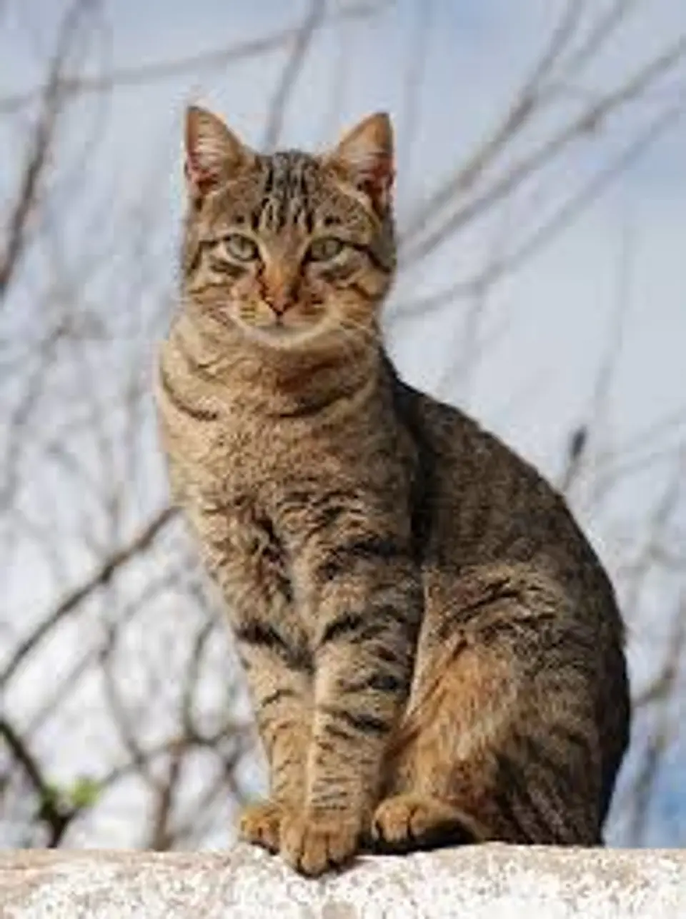 Gatos 1