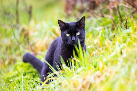 Gatos