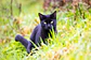 Gatos - Thumbnail 2