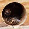 Natürliche Beuten Eingänge (Upstairs Downstairs Hive Intrance) Ein Einganssystem, dass die Bienen verstehen und leicht verteidigen können. Hornissen passen nicht durch den Eingang. Video auf Englisch.