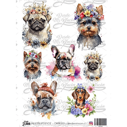 DMR020 Multisuperficie Transfer Color