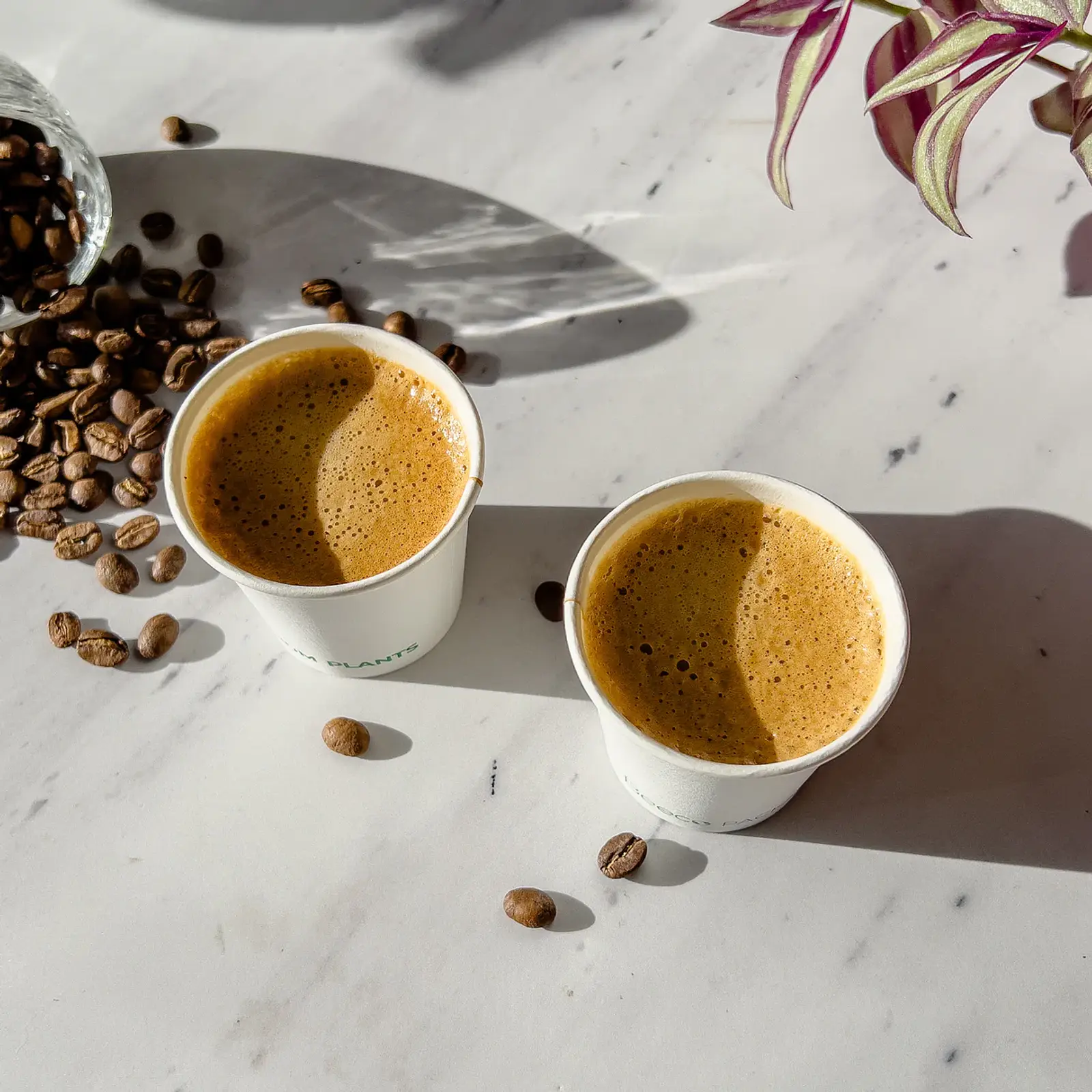 Vaso de Café Blanco 12 oz - Compostable + Logo (1 Color y 1 Cara) 3