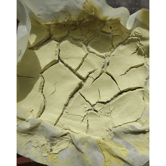 Edicion Especial Coleccion Botanica V. 6