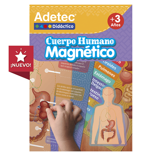 LÁMINAS MAGNÉTICAS CUERPO HUMANO