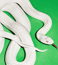 DEFTONES - PRIVATE MUSIC --- CD