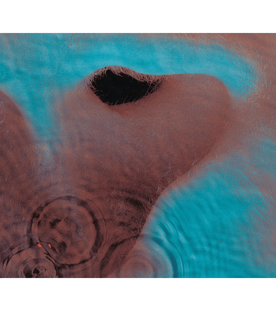 PINK FLOYD --  MEDDLE -- CD