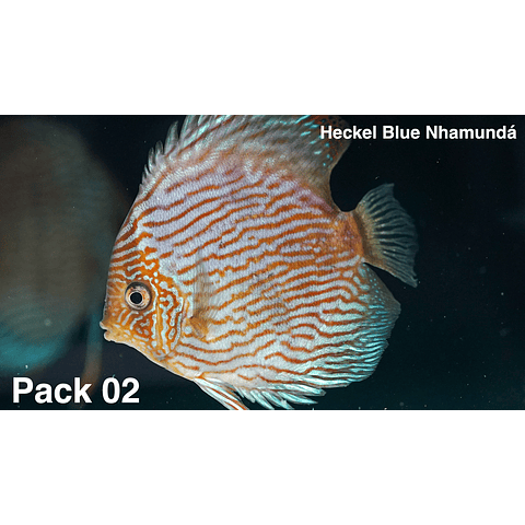 Pack 4 Heckel Blue Nhamundá