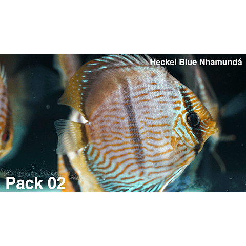 Pack 4 Heckel Blue Nhamundá