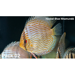Pack 2 - 4 Heckel Blue Nhamundá