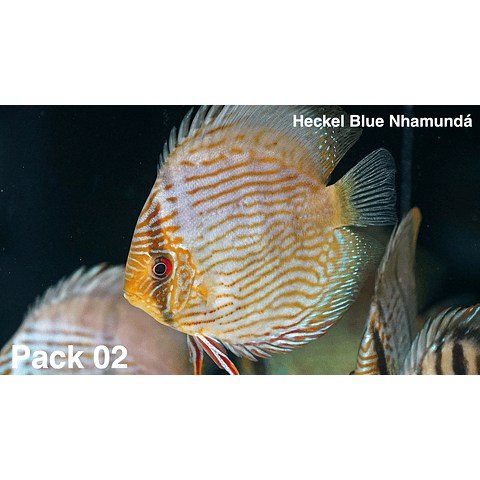 Pack 4 Heckel Blue Nhamundá